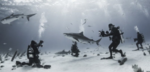 Tiger Sharks on Parade by Ken Kiefer 